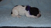 CHIOT